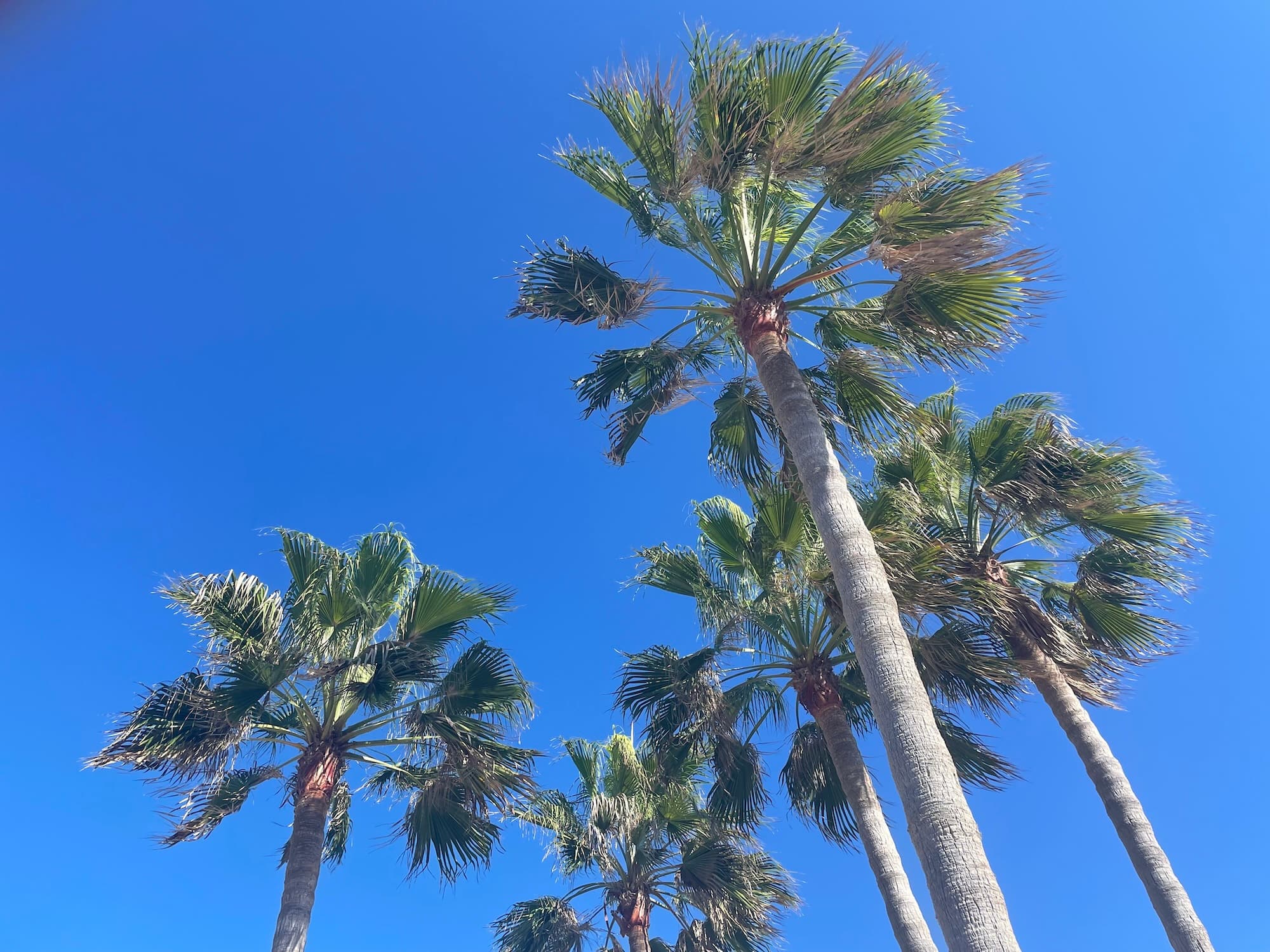 Palm trees and beaches in Fuerteventura